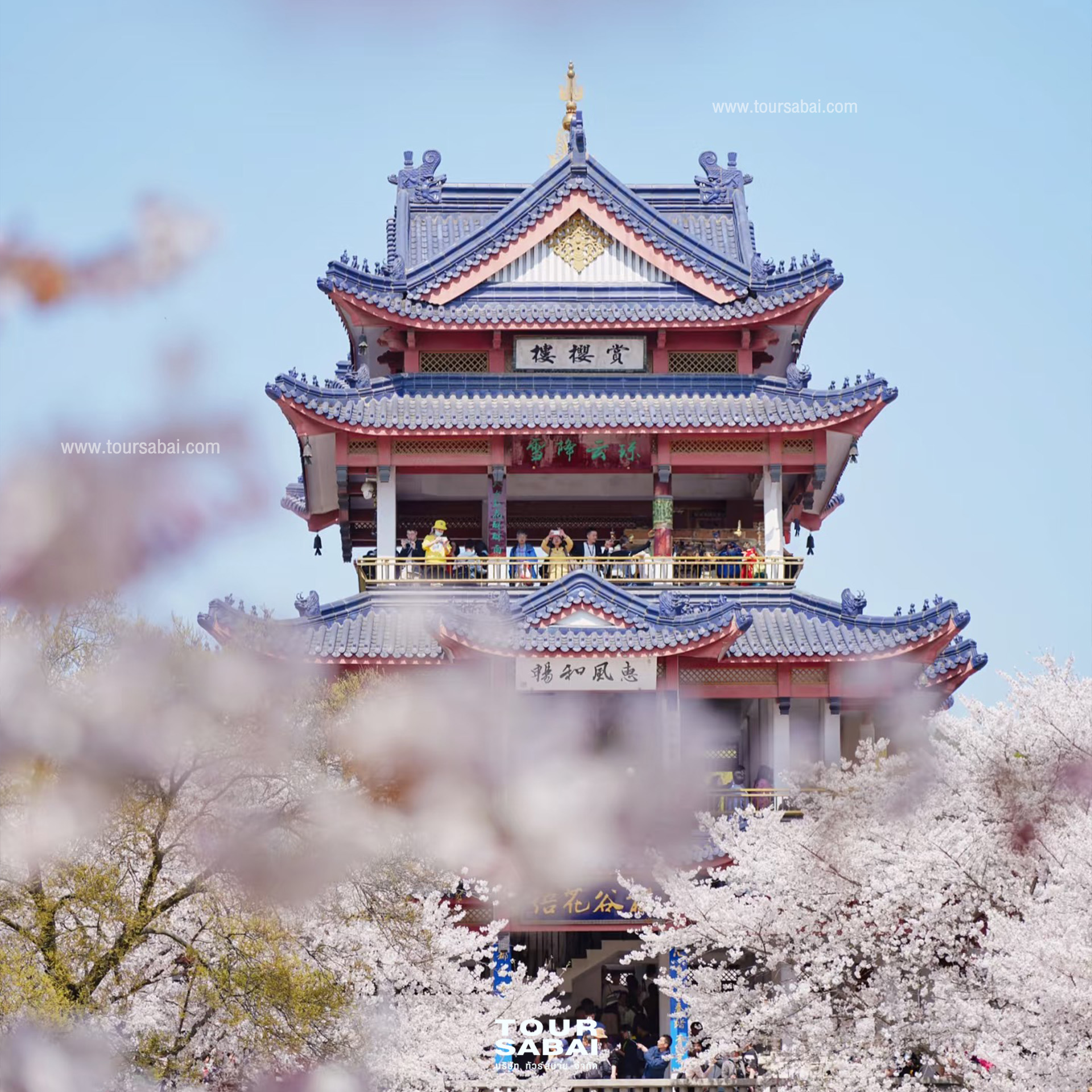 สวนซากุระหยวนโถวจู่