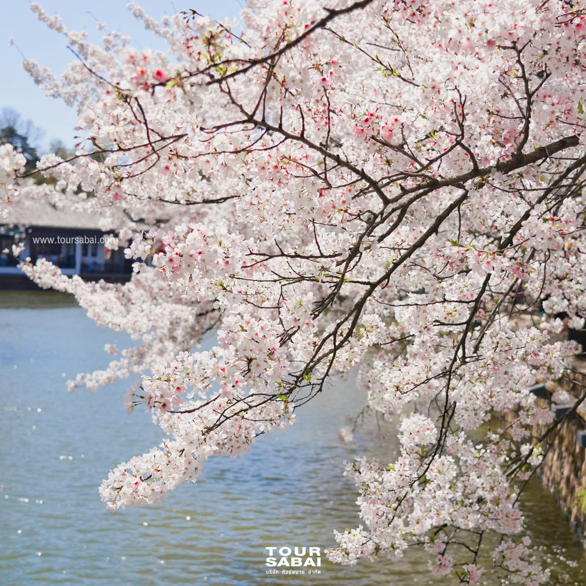 สวนซากุระหยวนโถวจู่